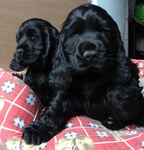 Du Cépage Des Roses - Cocker Spaniel Anglais - Portée née le 18/11/2014