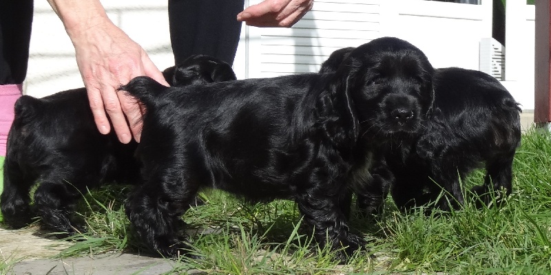 Du Cépage Des Roses - Cocker Spaniel Anglais - Portée née le 29/08/2013