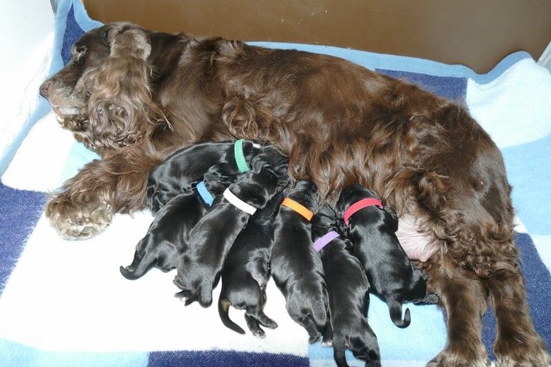 Du Cépage Des Roses - Cocker Spaniel Anglais - Portée née le 08/09/2016